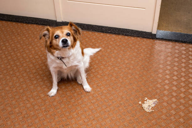 Dog vomit in the living room on the floor, sick dog vomitted to cure itself stock photo