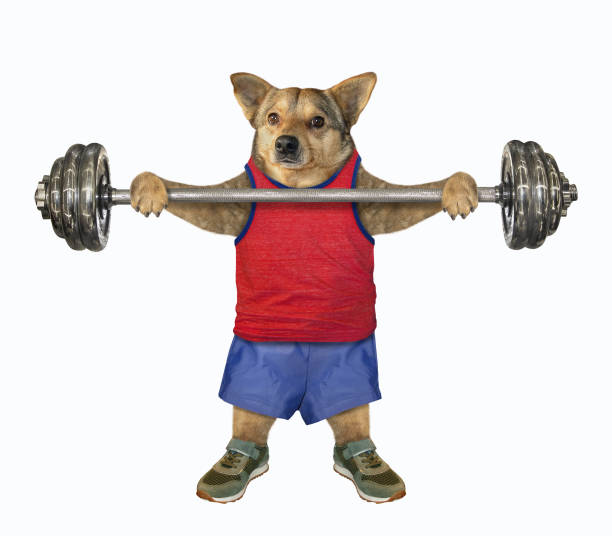 istock Dog athlete holds barbell 2 1180799600