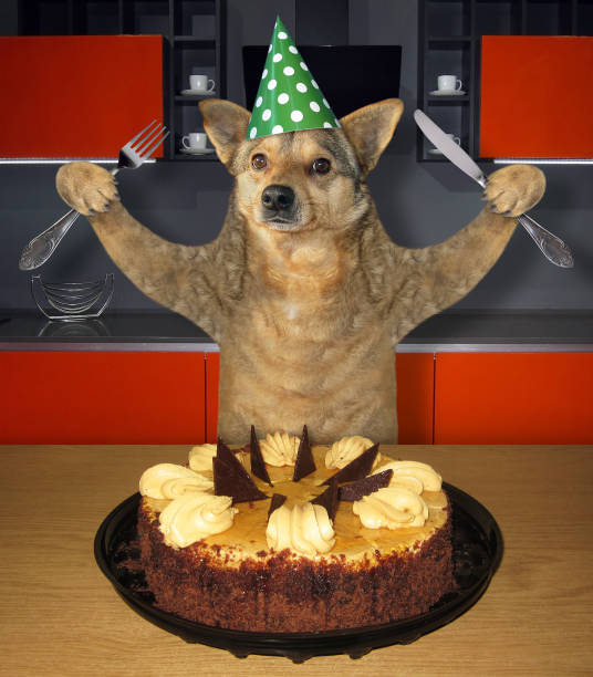 istock Dog eating birthday cake in kitchen 1180799602