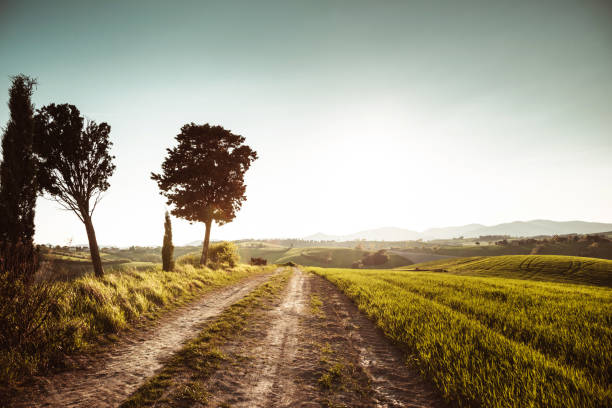 istock green wheat field in spring in italy 1180799928