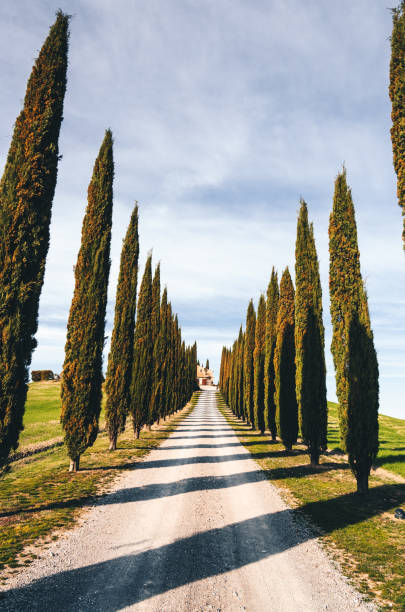 istock cypress road in italy 1180800067
