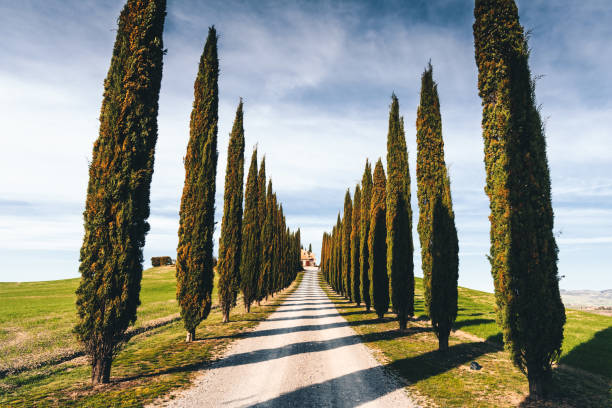 camino de ciprés en italia - tuscan cypress fotografías e imágenes de stock