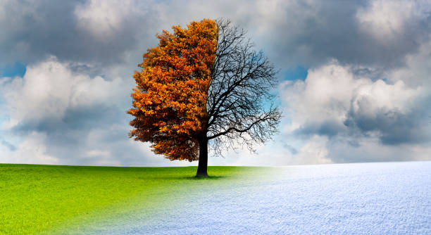istock Tree in the change of the seasons 1180802196