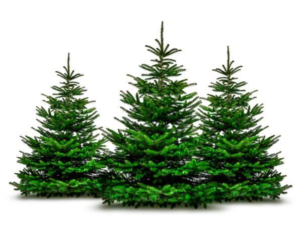 istock Green Christmas trees isolated on white background 1180802233