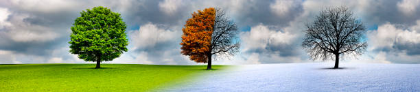 istock Tree in the change of the seasons 1180802260