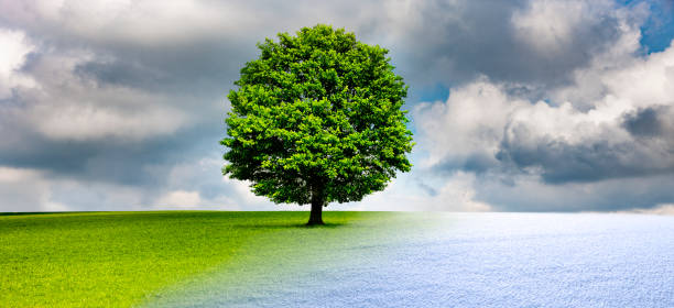 istock Oak Tree in the change of the seasons 1180802278