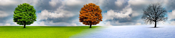 istock Tree in the change of the seasons 1180802363
