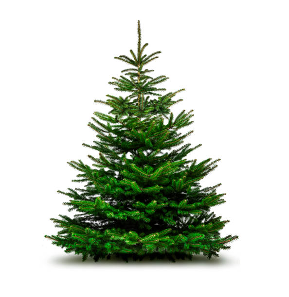 Green Christmas tree isolated on white background stock photo