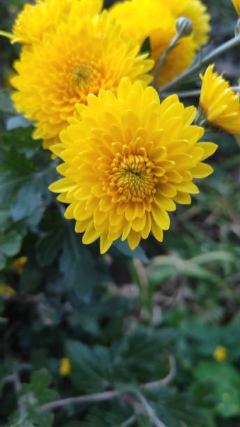 istock Flowers with green leaves and a slightly blurred background in the background 1180803364