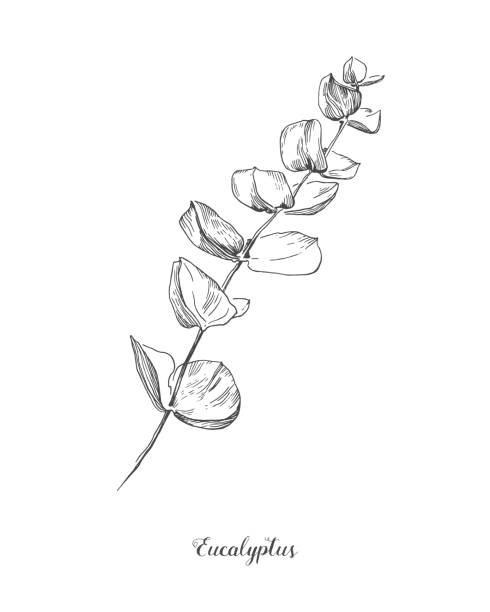 유칼립투스 지점. 손으로 그린 식물 선 아트 일러스트. 웨딩 카드, 포스터, 인쇄의 장식 디자인을위한 단풍, 잎, 식물, 허브와 스케치 가지의 컬렉션입니다. - eucalyptus tree stock illustrations