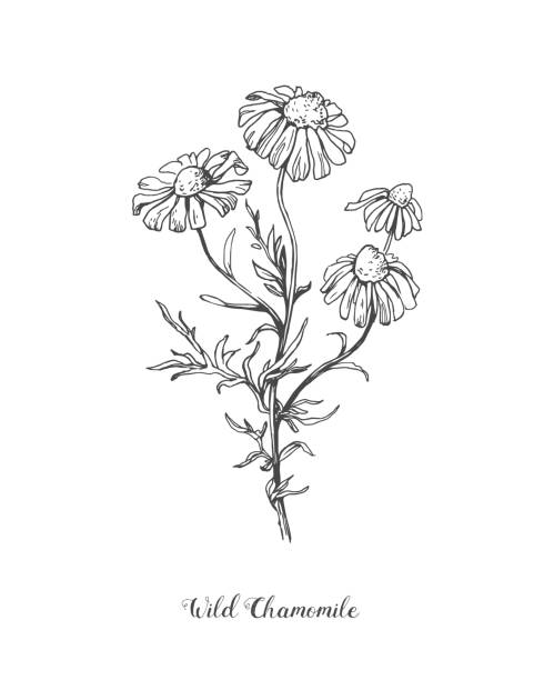 Daisy flower line art drawing. Vector hand drawn engraved illustration. Wild Chamomile black ink sketch. Wild botanical garden bloom. Great for tea packaging, label, icon, greeting cards, decor Daisy flower drawing. Vector hand drawn engraved floral set. Chamomile black ink sketch. Wild botanical garden bloom. Great for tea packaging, label, icon, greeting cards, decor chamomile plant stock illustrations