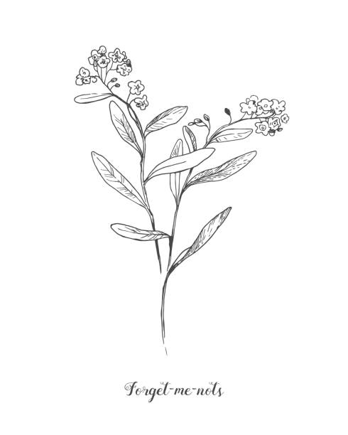 Vector outline Forget me not or Myosotis flower, bud, leaves and bunch in black isolated on white background. Wild plant Forget me not in contour style for spring design and coloring book. Vector set with outline Forget me not or Myosotis flower, bud, leaves and bunch in black isolated on white background. Wild plant Forget me not in contour style for spring design and coloring book. forget me not isolated stock illustrations