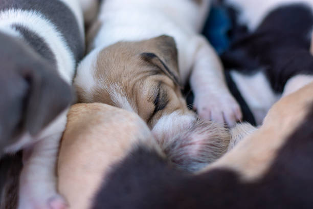 istock Newborn Puppies 1180803760