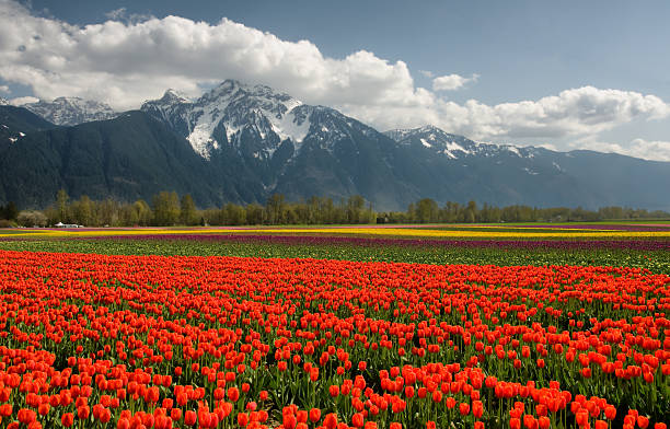 istock Field of red tulips 118080428