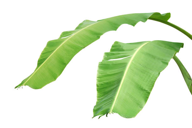 istock Banana Leaves Isolated on White Background 1180806307