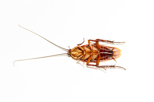 One cockroach dies on a white background