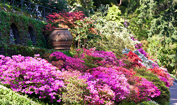 wooden stair through azalea garden