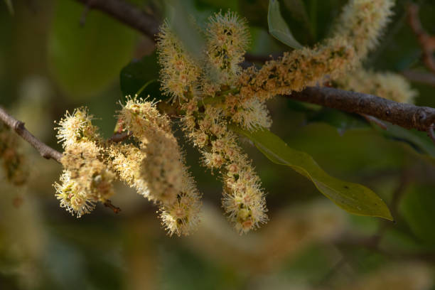 istock Golden flowers on blurred forest background. 1180810468