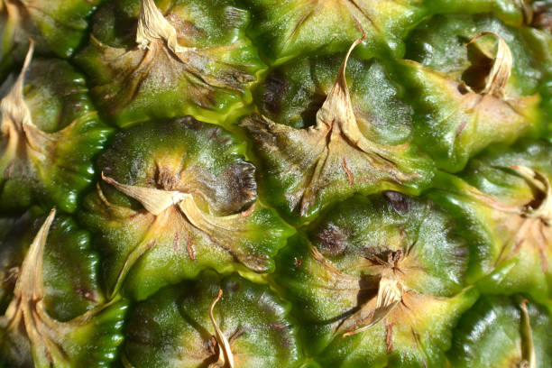 Pineapple fruit close-up. Texture of ananas pattern skin.