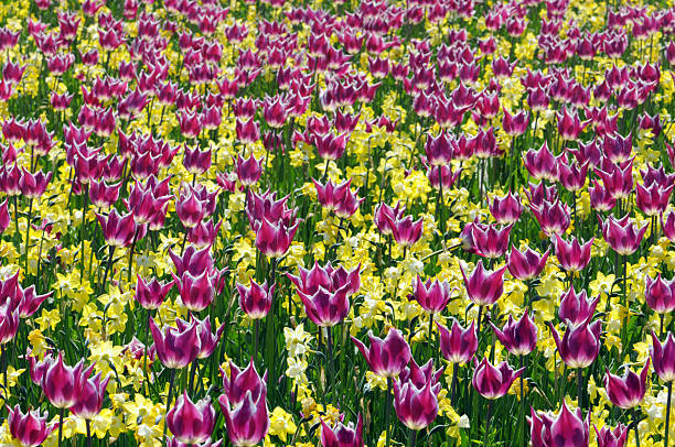campo di tulipani rosa e giallo narciso - star tulip foto e immagini stock
