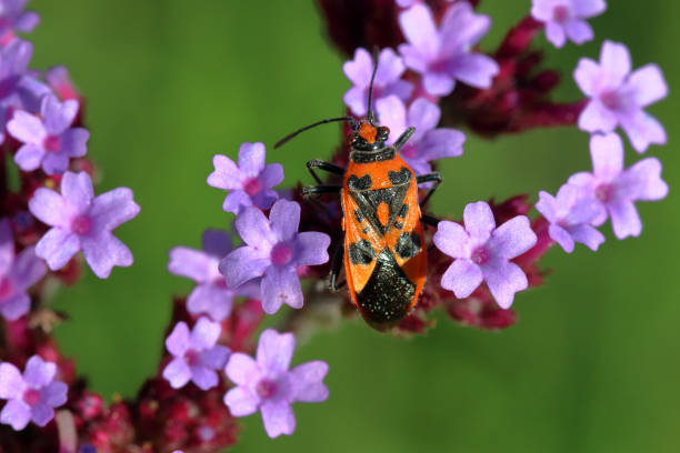 istock Corizus hyoscyami (cinnamon bug) 1180812899
