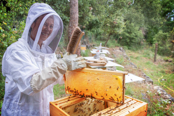 Woman beekeeper under her very smiling and happy varicose during the honey harvest in an open hive with a frame filled with honey operculated in an organic beehive in the forest south of France stock photo