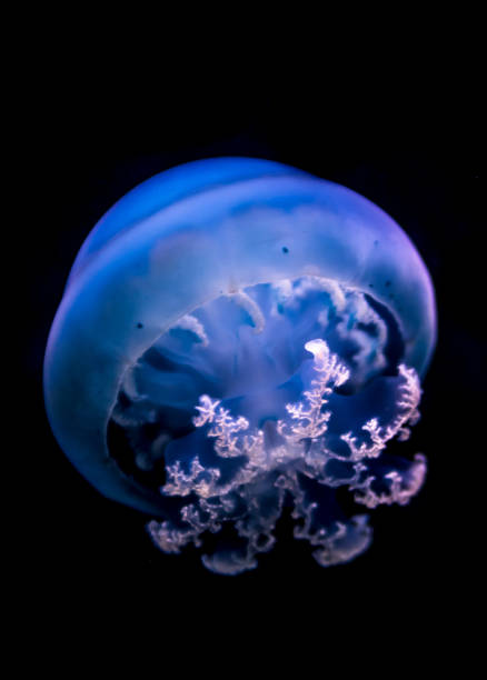 istock Transparent Blue Jellyfish Floating Through Dark Water 1180814887