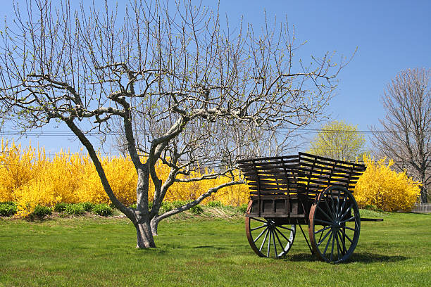 A look at an old horse-drawn carriage in a meadow