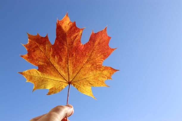 Photo of orange colored maple leaf, symbol for Canada