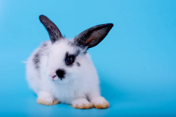 istock Little adorable black and white bunny rabbit with different action on blue background 1180817597