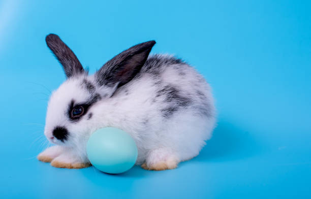 istock Little black and white bunny rabbit with blue easter egg on blue background 1180817603