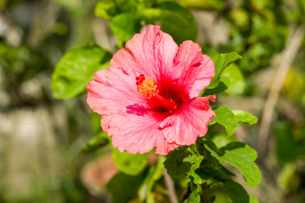 istock Blooming China Rose Flower 1180817811