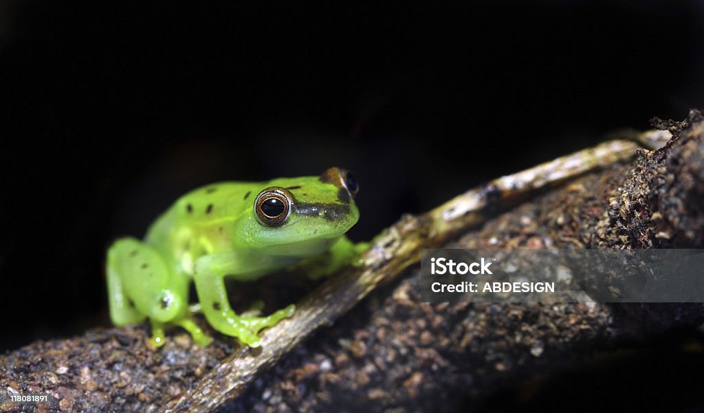 Glass frog  Glass Frog Stock Photo
