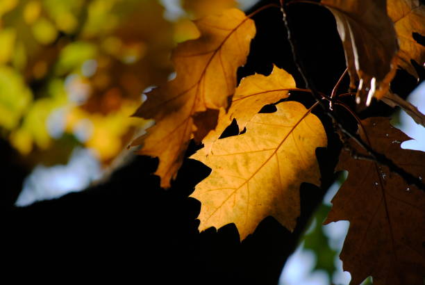 Autumn leaf Autumn leaf screen saver photos stock pictures, royalty-free photos & images