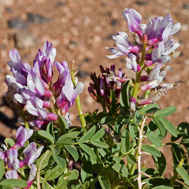 Close up of locoweed or milkvetch, 