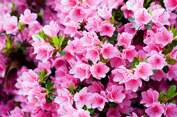 istock Beautiful Pink Hedge Flowers 118082116
