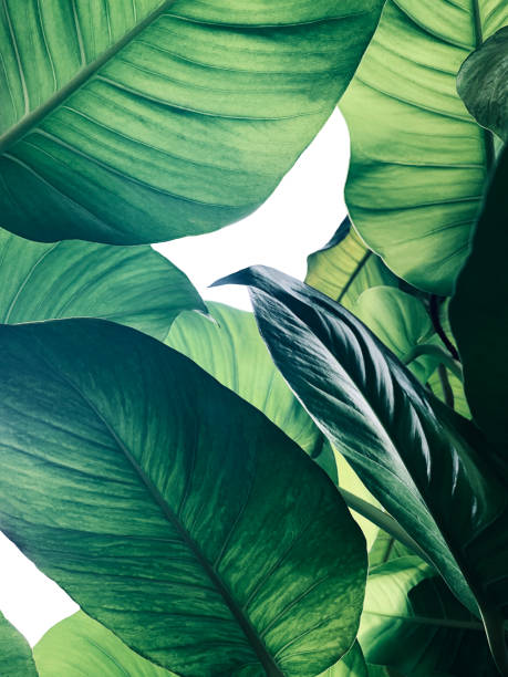 абстрактный тропический зеленый узор листьев на белом фоне, пышная листва гигантских золотых потосов или дьявола"u2019s плющ (epipremnum aureum) тропи - вьющееся растение фотографии стоковые фото и изображения