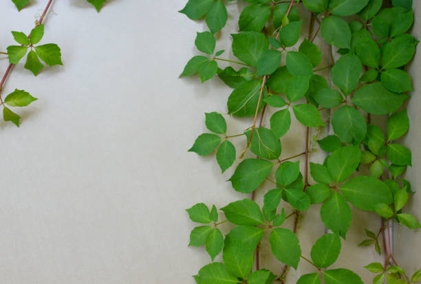 istock Frame backround with virginia creeper (or poisoned ivy) on the gray stone 1180822874
