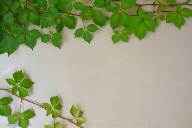 istock Frame backround with virginia creeper (or poisoned ivy) on the gray stone 1180822875