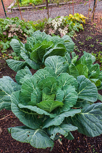 Organically Grown Cabbage Plants at Local Community Garden