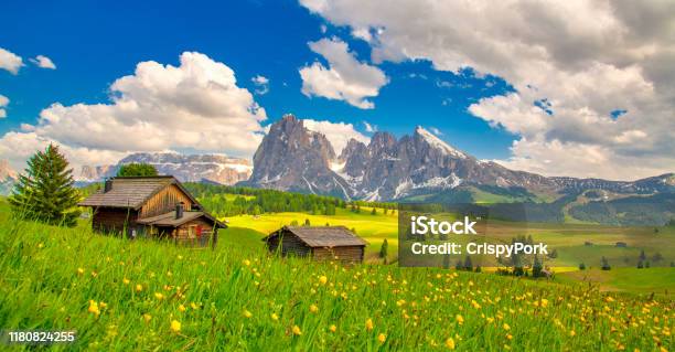 Alpe Di Siusi Seiser Alm With Sassolungo Langkofel Mountain Group In Background At Sunset Yellow Spring Flowers And Wooden Chalets In Dolomites Trentino Alto Adige South Tyrol Italy Europe Stock Photo - Download Image Now