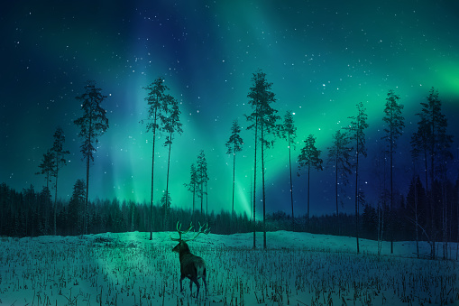 Silhouette of a deer in the winter forest against the backdrop of the northern lights. Winter artistic image.