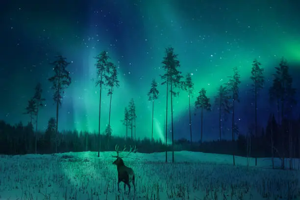 Photo of Silhouette of a deer in the winter forest against the backdrop of the northern lights. Winter artistic image.