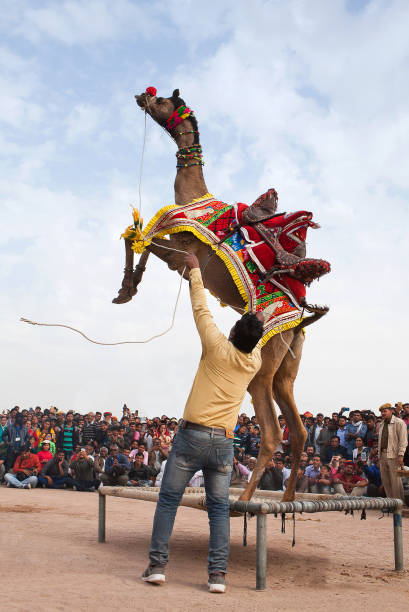 인도 라자스탄에서 열리는 낙타 축제 에서 드로메다리 낙타 춤 - pushkar camel fair 뉴스 사진 이미지