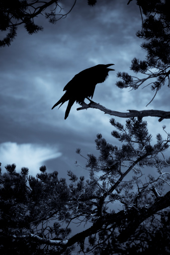 Bird on tree branch silhouette with full moon at night.