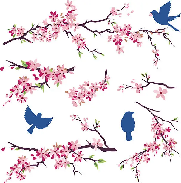Vector illustration of Blue Birds in Different Poses & Cherry Blossoms Branch Set