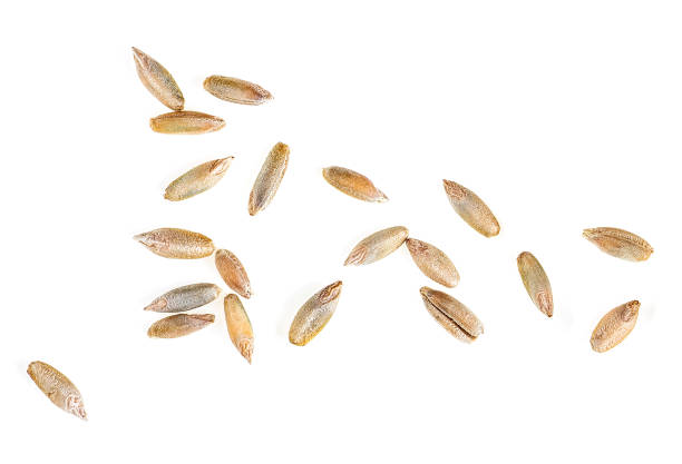 istock Rye grains isolated on a white background, top view. Macro. 1180825375