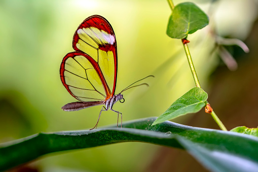 Mariposa ala de cristal (Greta oto) en un jardín de verano photo
