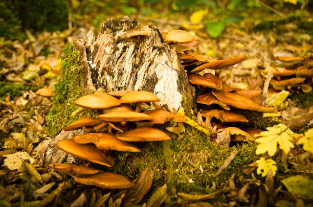 Some beautiful mushrooms in the autumn forest nature