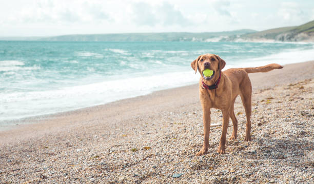 istock Labrador dog on a Summer beach vacation 1180825970